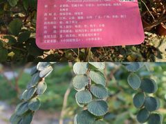 -广东中医药博物馆