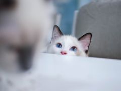 -喵的天空名猫咖啡馆·撸猫·猫舍·用品