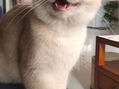 -东方名猫馆·英短金渐层布偶猫舍(环线广场1号楼店)