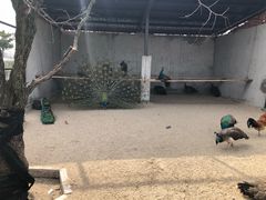 -菊园百果园