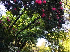-墨尔本皇家植物园