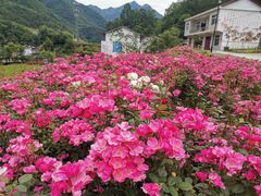 -镇坪县曙坪小学