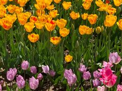 -石家庄市植物园