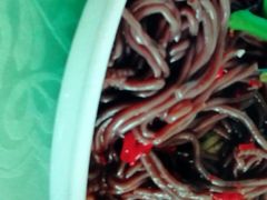-国庆烧麦馆