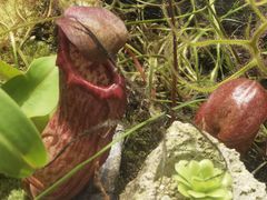 -国家植物园南园