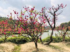 -南国桃园旅游度假区