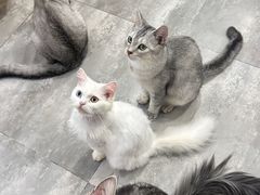 -楼上猫咖(罗湖店)