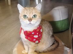 -伟伟宠物医院·瑞派猫友好医院·猫科(光谷店)