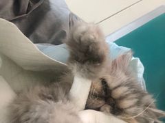 -康旭宠物医院(郑州总院)