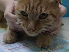 -乖乖宠物医院·猫科·急重症中心(车站北路分院)