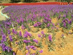 -松山湖梦幻百花洲