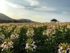 -径山花海