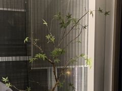 -臻品足道(佛祖岭店)