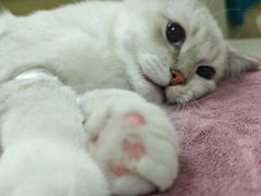 -动物缘宠物医院·骨科·猫科(西二环店)