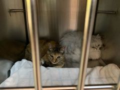 -御宝贝·A梦猫科宠物医院(国际猫友好医院)