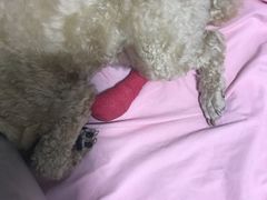 -爱侣宠医·鹦鹉专科·小型哺乳类·异宠专科(灵石路店)