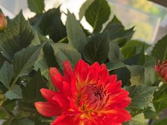 -曲阳花鸟市场(曲阳路店)