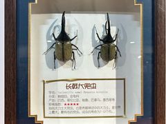 -上海大自然野生昆虫馆(东方明珠·爬宠昆虫探索中心)