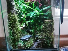 -中环花鸟鱼虫市场