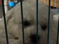 -翊宠yipet猫狗购宠庄园犬舍•猫舍