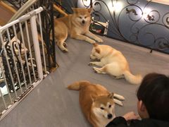 -喜柴咖啡·柴犬狗咖