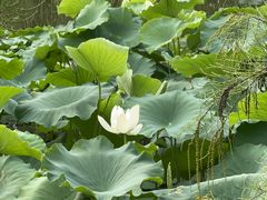-同里国家湿地公园