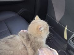 -PETKIT小佩宠物·低压洗护(国顺东路店)