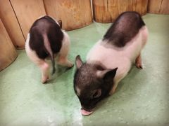 -藦茜花园宠物主题亲子互动体验馆(国顺东路店)