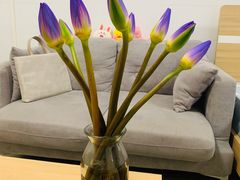 -奈雪的茶(中储能店)