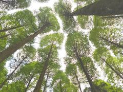 -武陵山森林公园