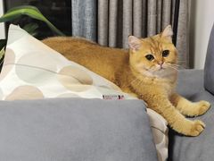 -袖虎·猫馆(体育西路店)