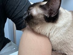 -伟伟宠物医院·CT影像中心·瑞派犬猫综合性门诊(汉口总院)