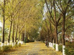 -长白岛森林公园