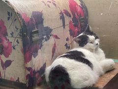 -猫咪博物馆(顶澳仔猫街店)