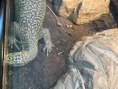 -上海大自然野生昆虫馆(东方明珠·爬宠昆虫探索中心)