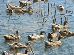 -野鸭湖国家湿地公园