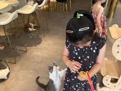 -飞行喵MR PILOT|猫舍·猫咖(静安大融城店)