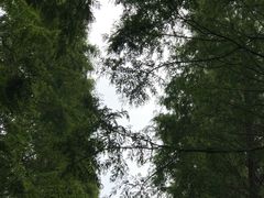 -黄海国家森林公园