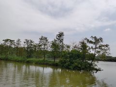 -大湾区中央湿地公园