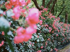 -贡湖湾湿地公园