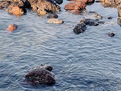 -西涌国际滨海旅游区