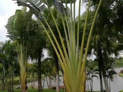 -映月湖公园