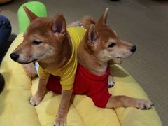 -逗柴咖啡屋·狗咖猫咖宠物桌游