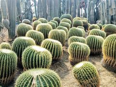 -南山植物园