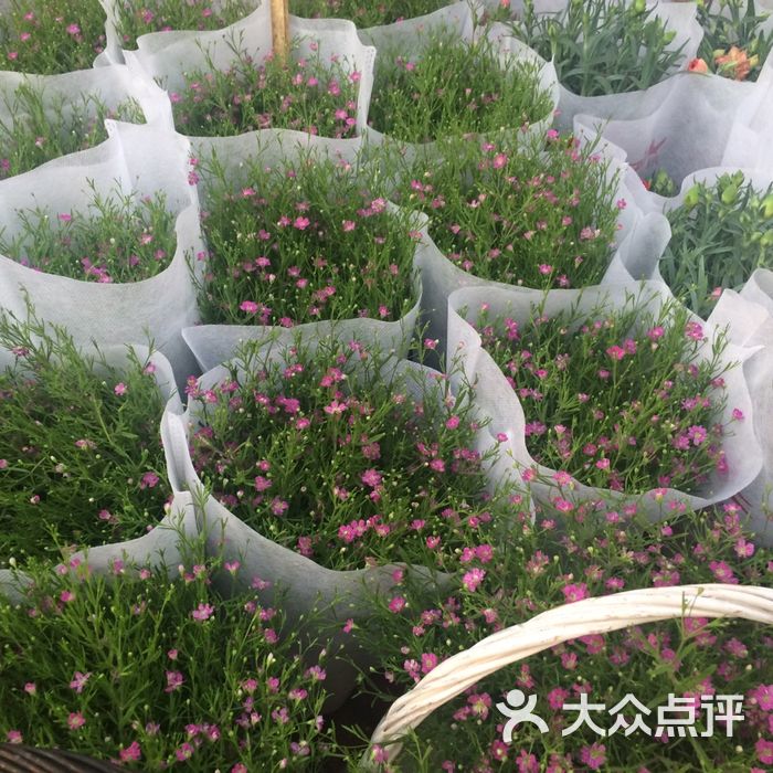 鄭州陳砦花卉市場b區