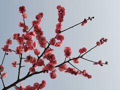 -紫荆广场·花漫里