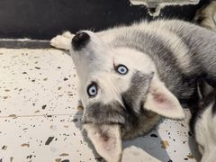 -Husky Go!哈士奇体验馆·宠物咖啡厅狗咖