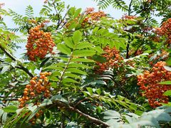 -白草畔自然风景区