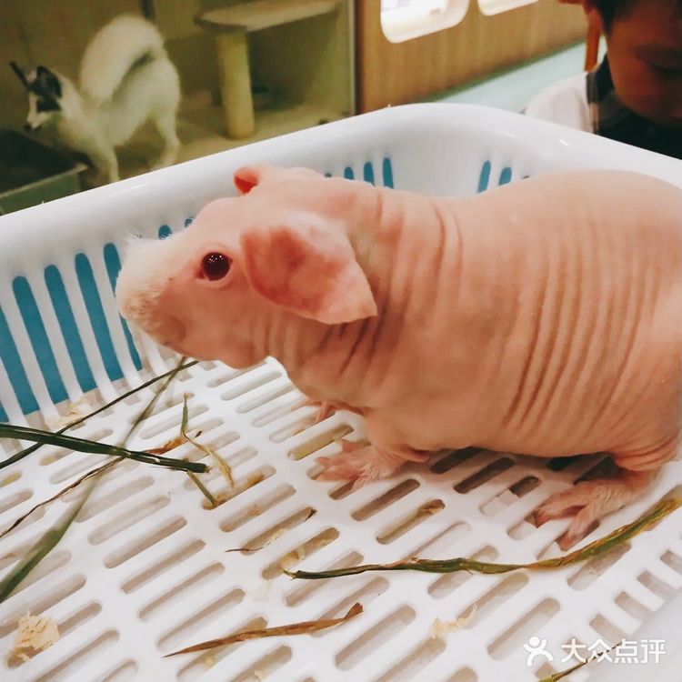 萌化宝宝们的小动物一定要来看看啊[加油]