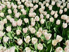 -洛阳郁金香牡丹园